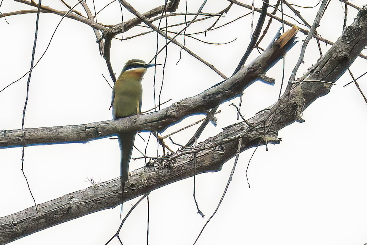 Madagascar Bee-eater - ML469407921