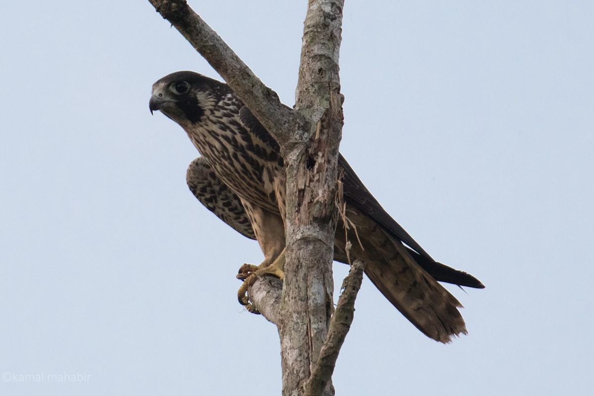 Peregrine Falcon - Kamal Mahabir