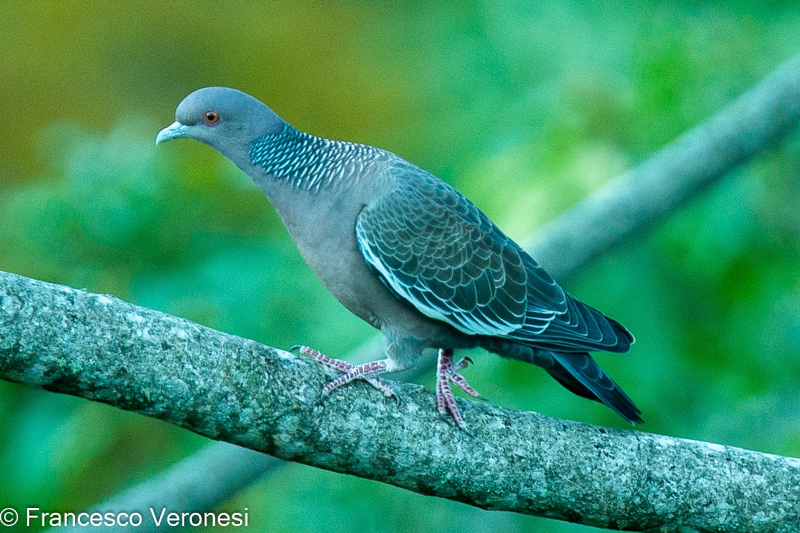 Picazuro Pigeon - Francesco Veronesi