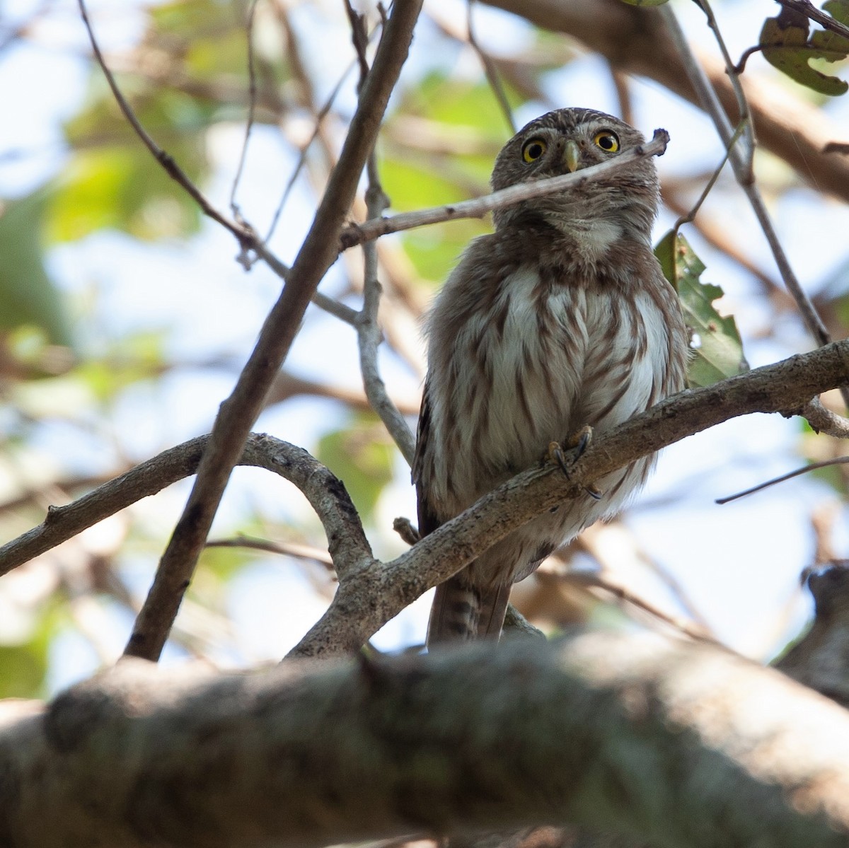 Ferruginous Pygmy-Owl - Werner Suter