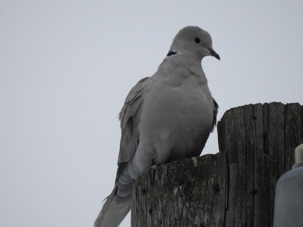 Eurasian Collared-Dove - Trip Thienemann