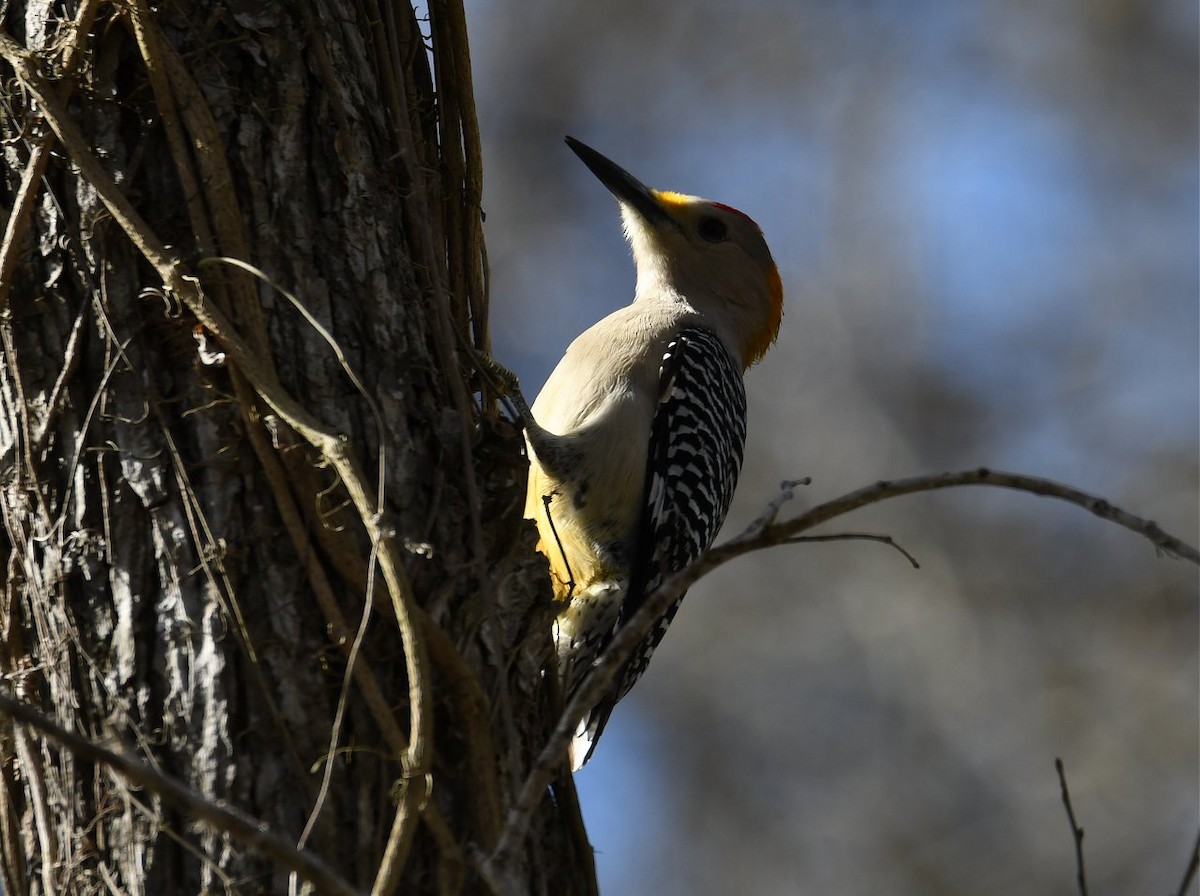 Golden-fronted Woodpecker - ML46942351
