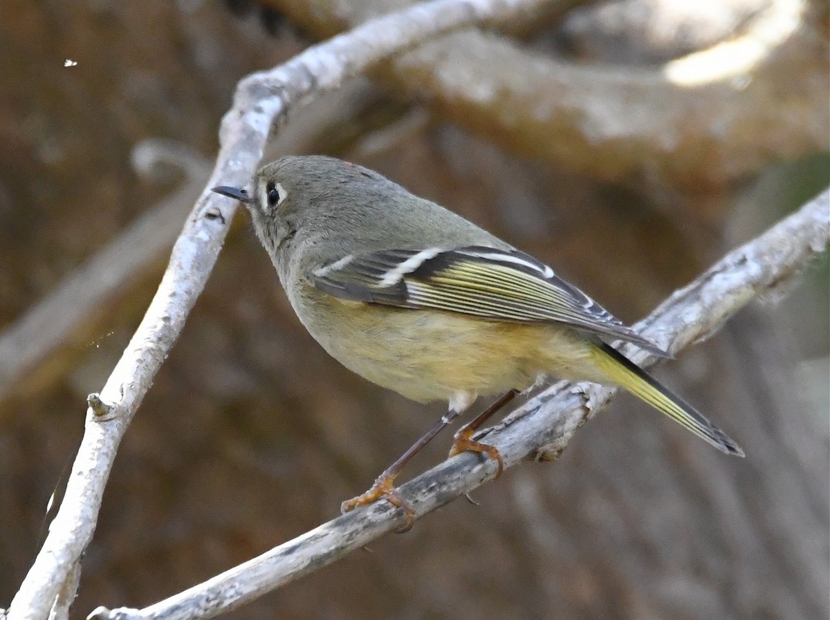 Ruby-crowned Kinglet - Jerry Chen