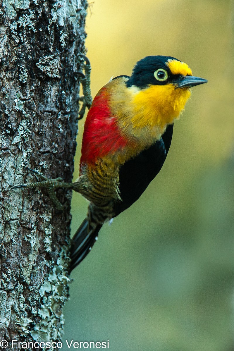 Yellow-fronted Woodpecker - ML469425551