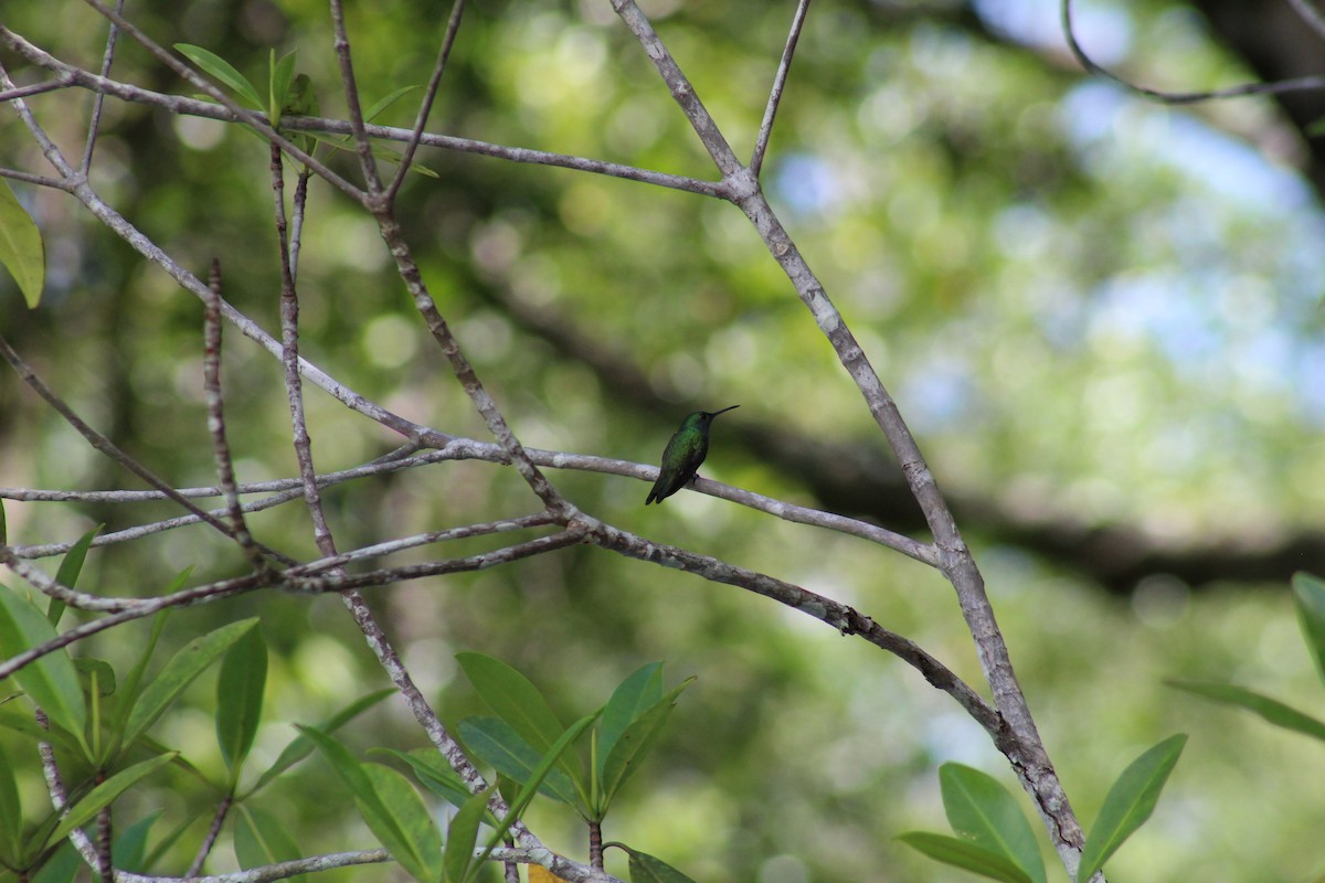 Mangrove Hummingbird - ML469425651