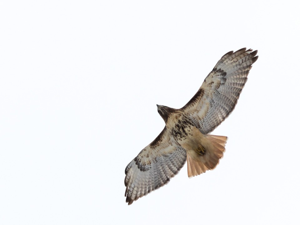 Red-tailed Hawk - Zachary Cava