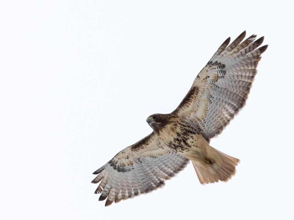 Red-tailed Hawk - ML46942771