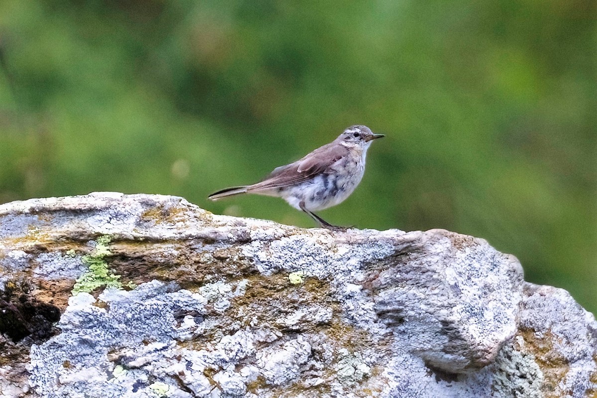 Water Pipit - ML469429481