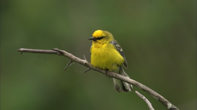  - Blue-winged Warbler