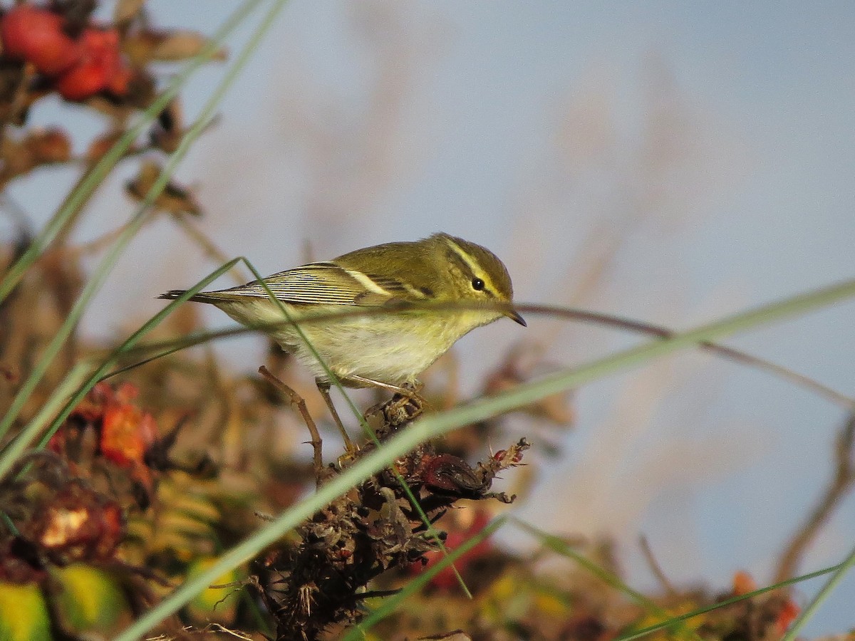 Yellow-browed Warbler - ML469434721