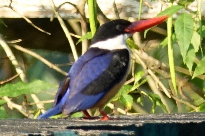 Black-capped Kingfisher - Bob Bolles