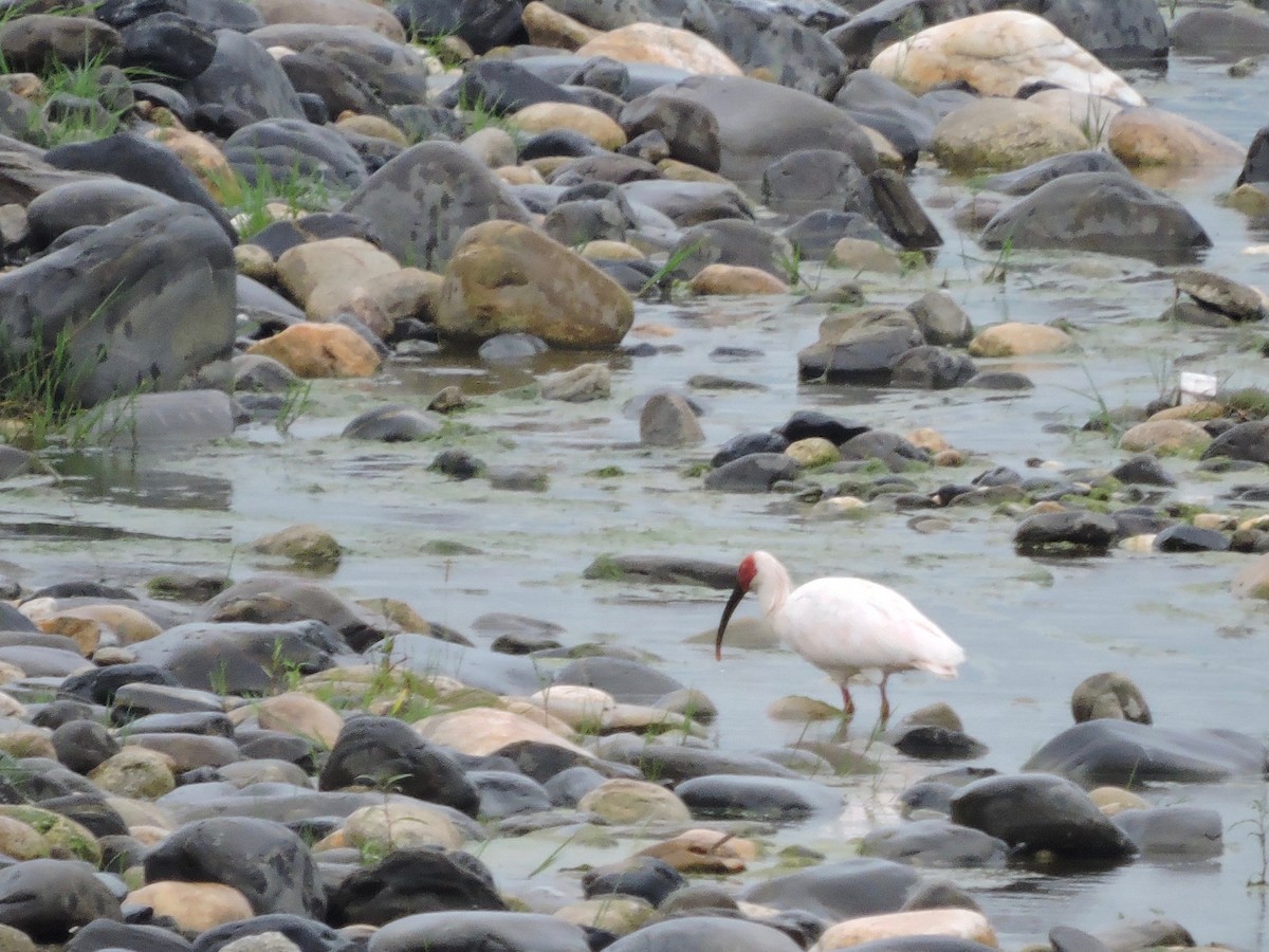 Crested Ibis - ML46943571