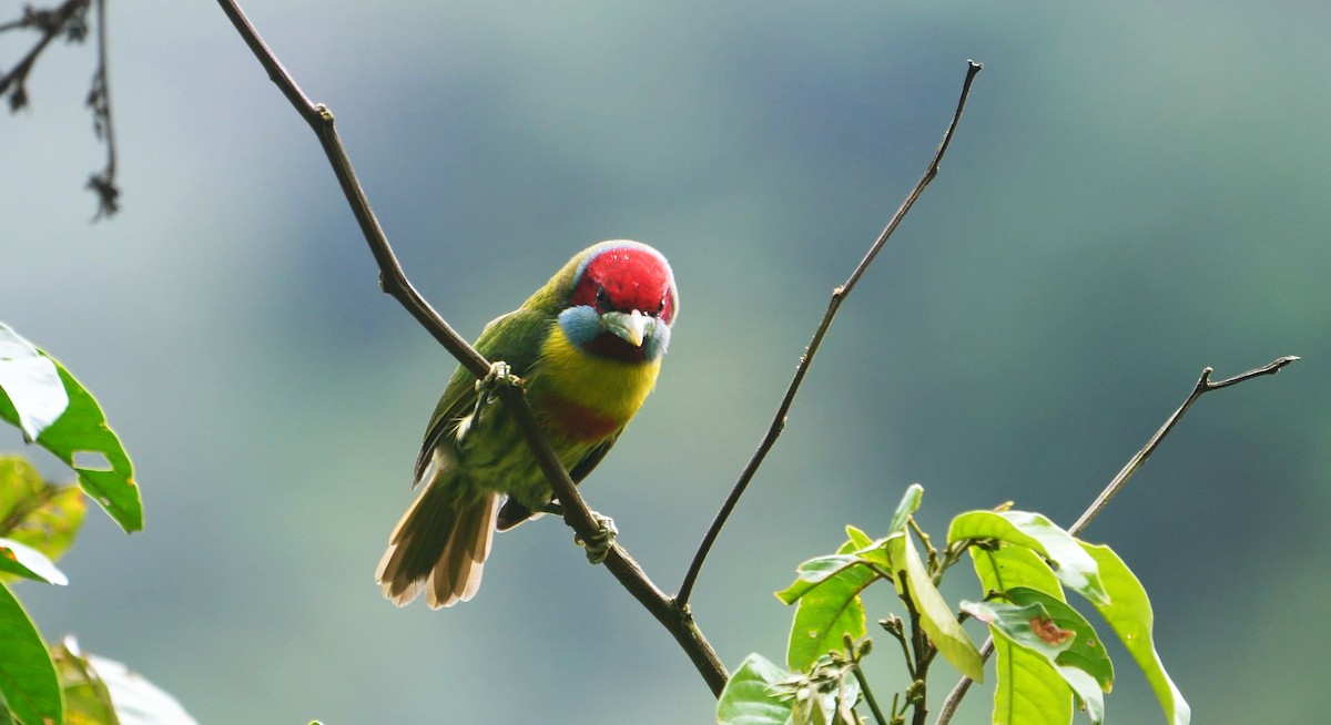 Versicolored Barbet (Blue-moustached) - ML469436101