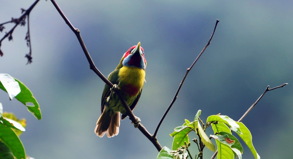 Versicolored Barbet (Blue-moustached) - ML469436111