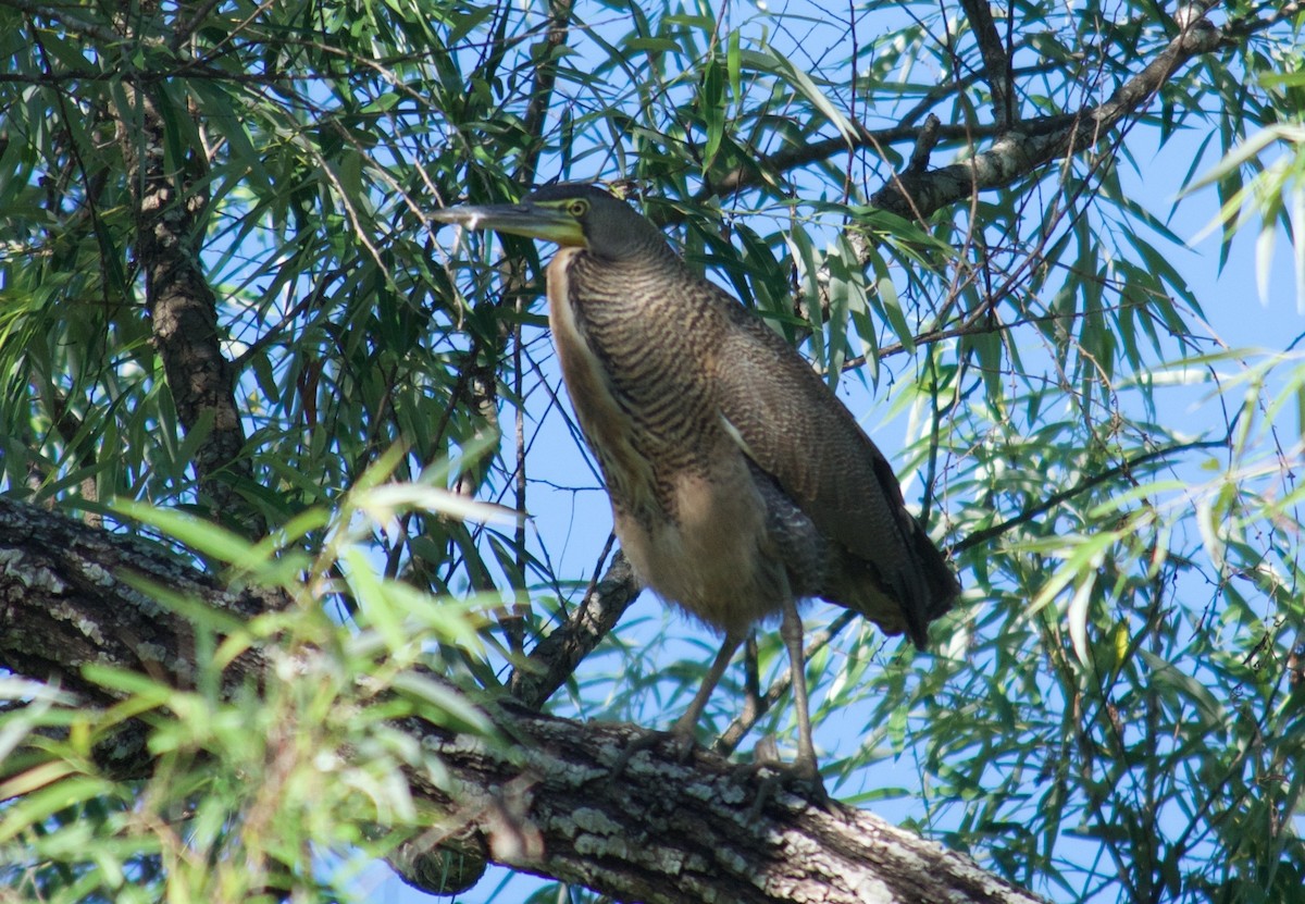 Bare-throated Tiger-Heron - Will Knowlton