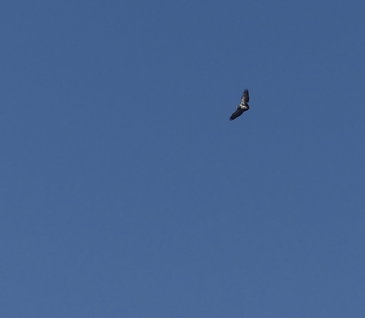 Black-chested Buzzard-Eagle - ML469440121