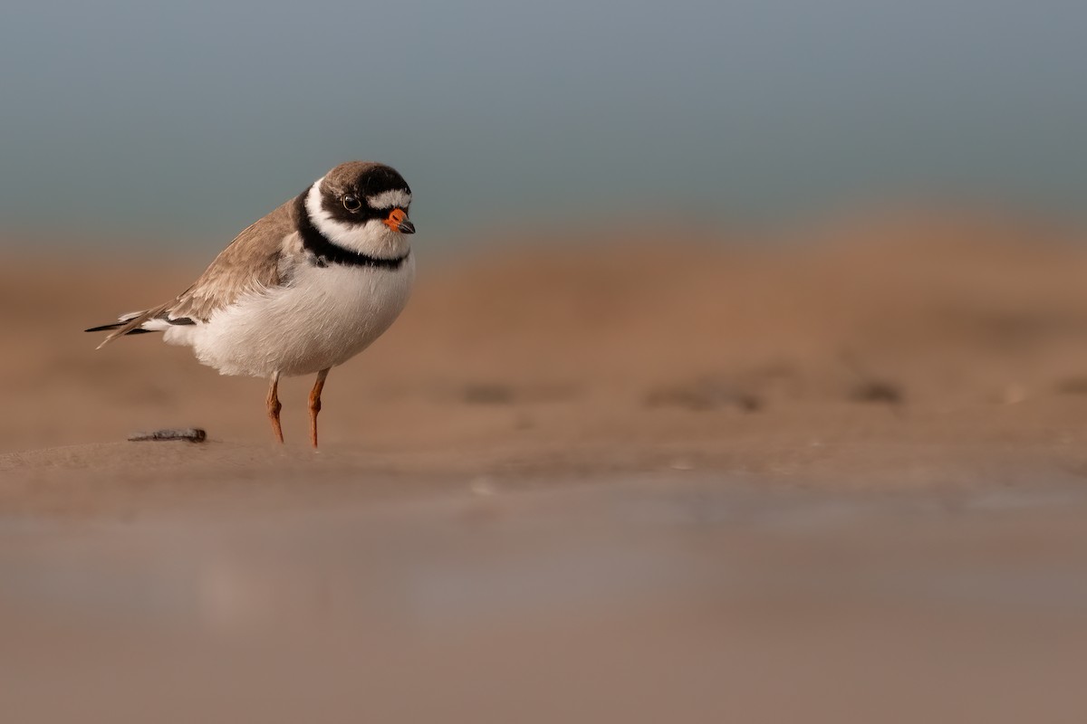 Semipalmated Plover - ML469441891