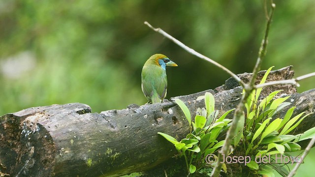 Versicolored Barbet (Blue-moustached) - ML469443471