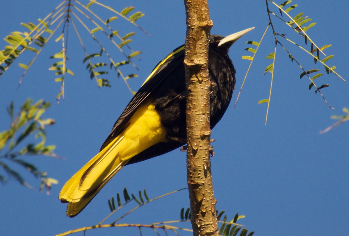 Yellow-winged Cacique - Will Knowlton