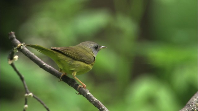 Mourning Warbler - ML469446