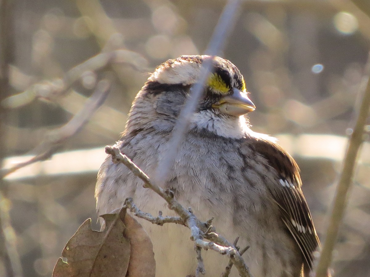 White-throated Sparrow - ML46944951