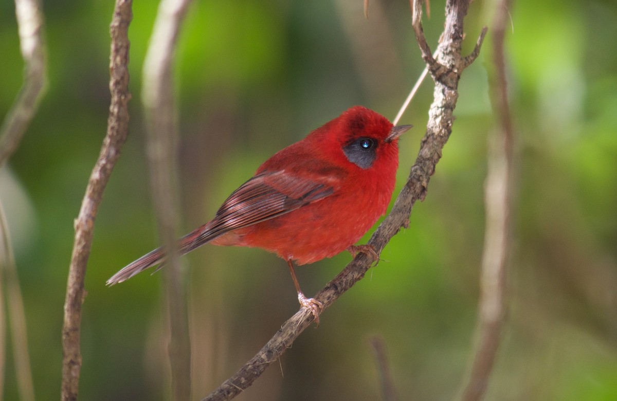 Red Warbler - Will Knowlton