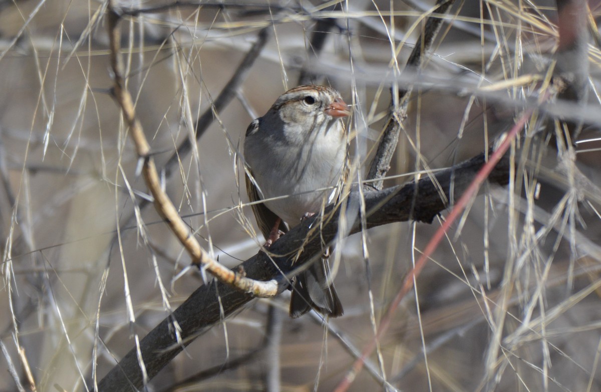 Chipping Sparrow - Chris Rohrer