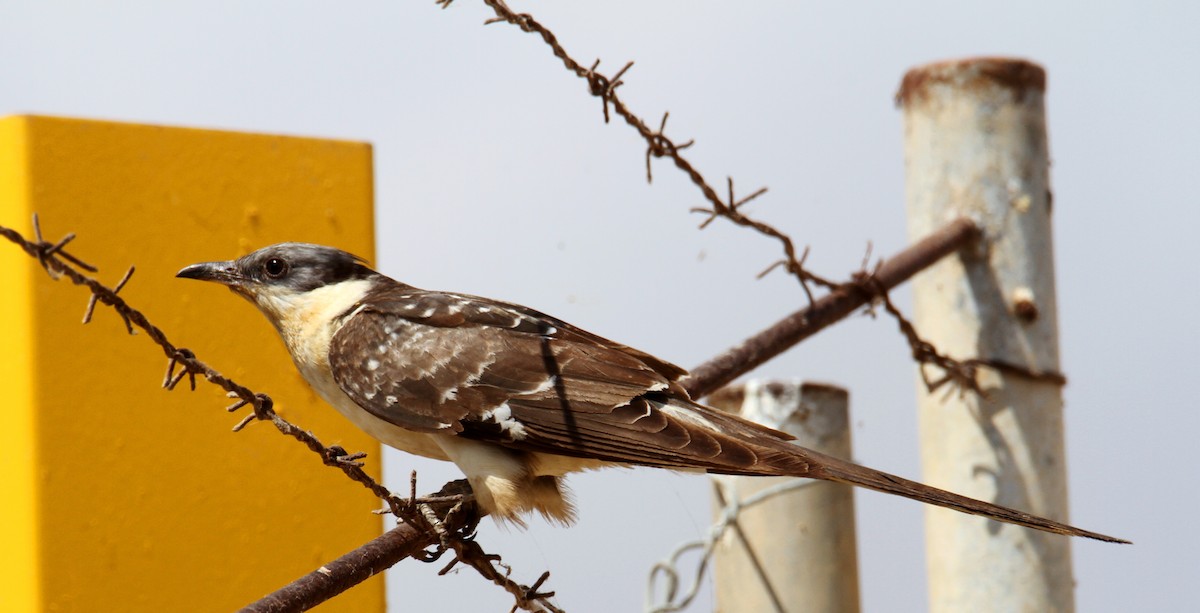 Great Spotted Cuckoo - ML469454591