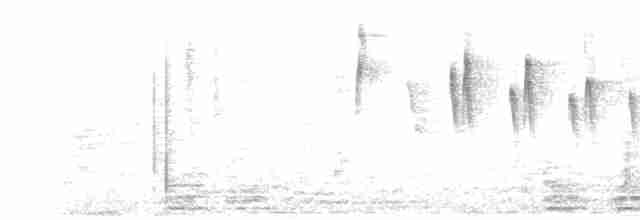 Weißscheitel-Kleintyrann (subcristata/straminea) - ML469464341
