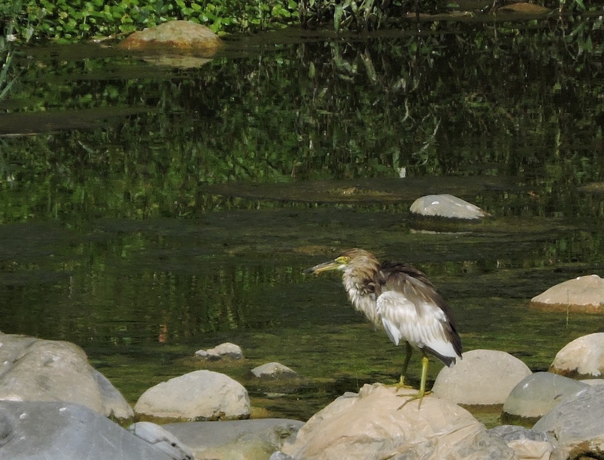 Chinese Pond-Heron - Mark W11 Kulstad