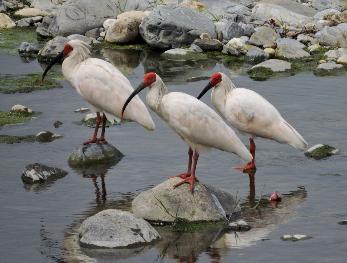 Crested Ibis - ML46946581