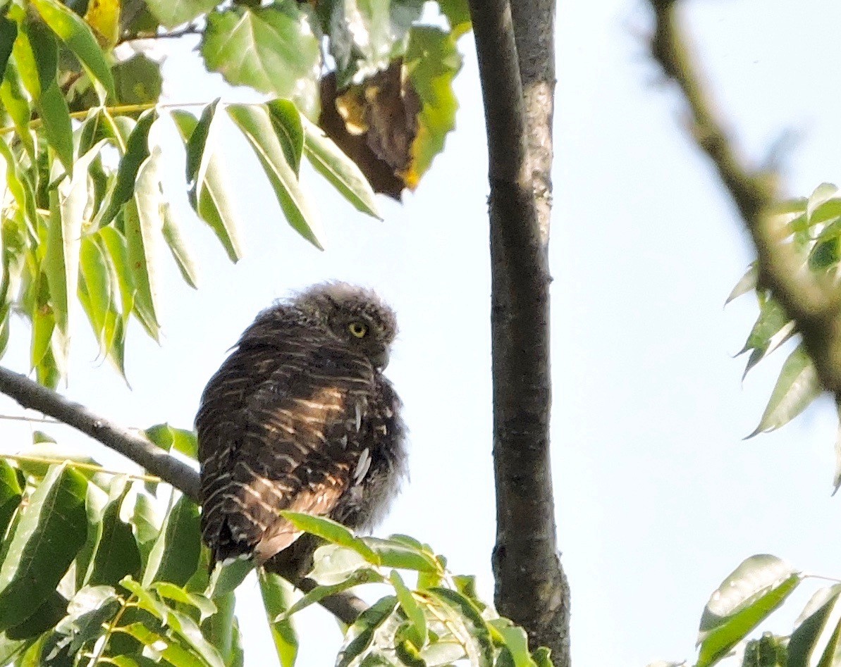 Asian Barred Owlet - ML46946651