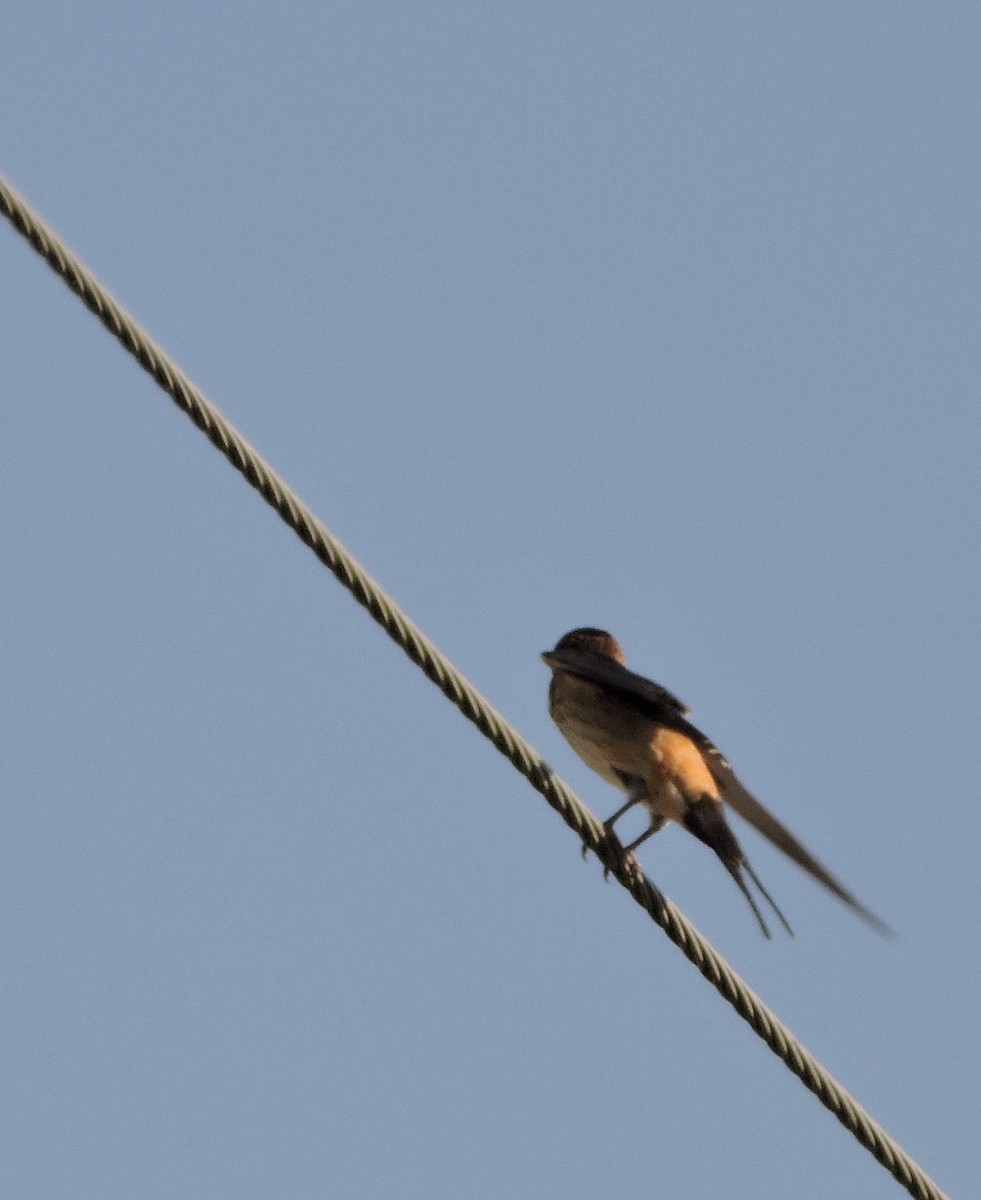 Red-rumped Swallow - ML46946701