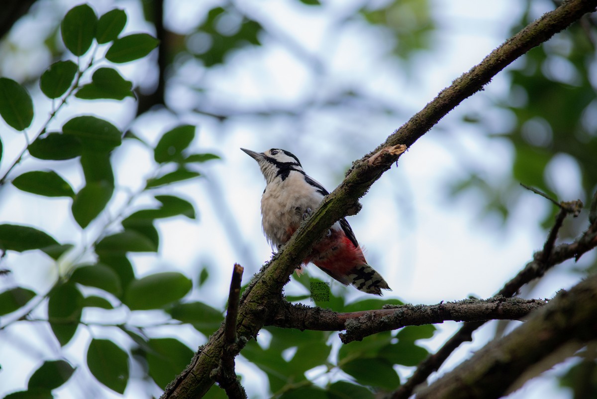 Great Spotted Woodpecker - Elías  Salvatierra