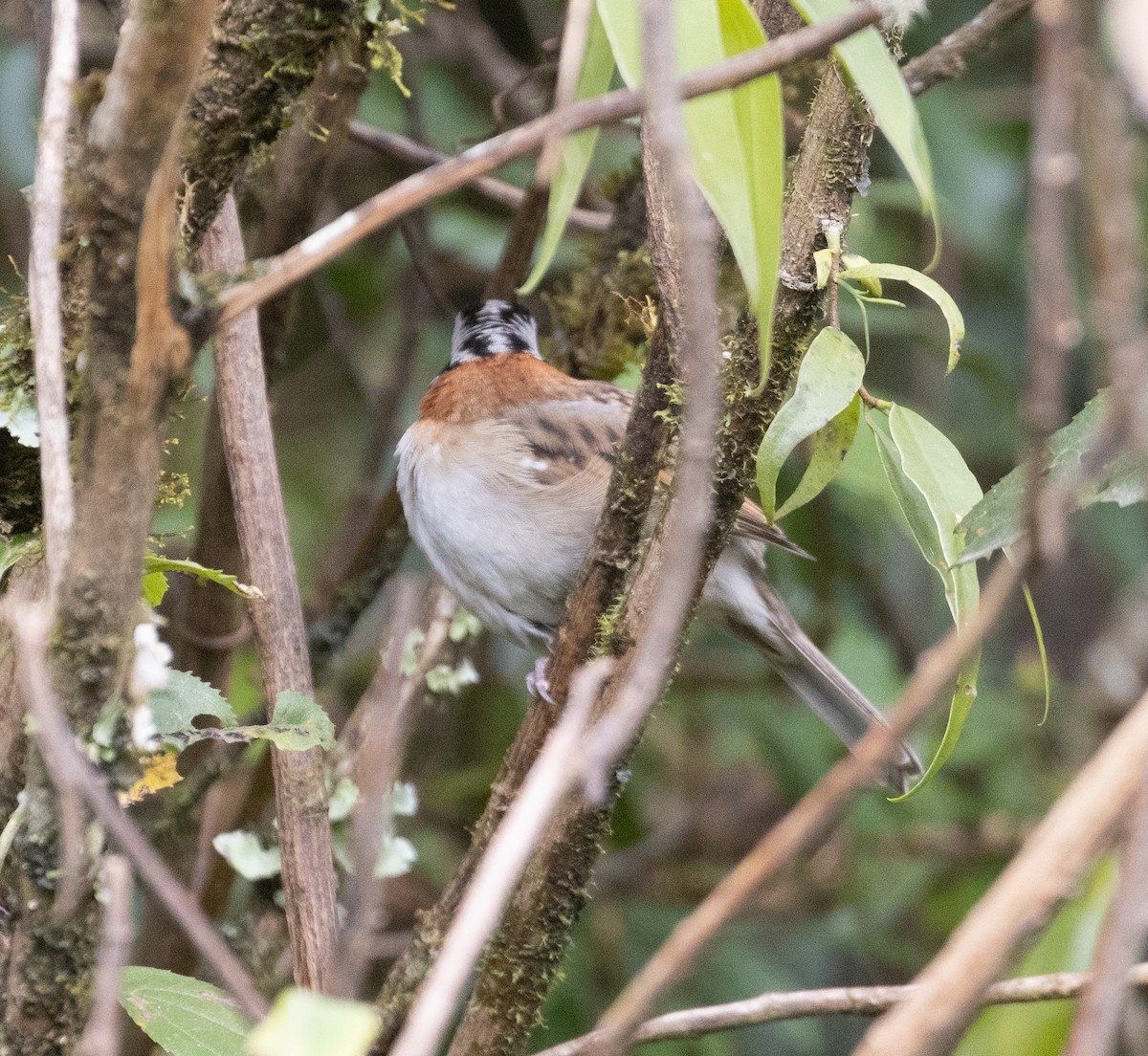Rufous-collared Sparrow - Lindy Fung