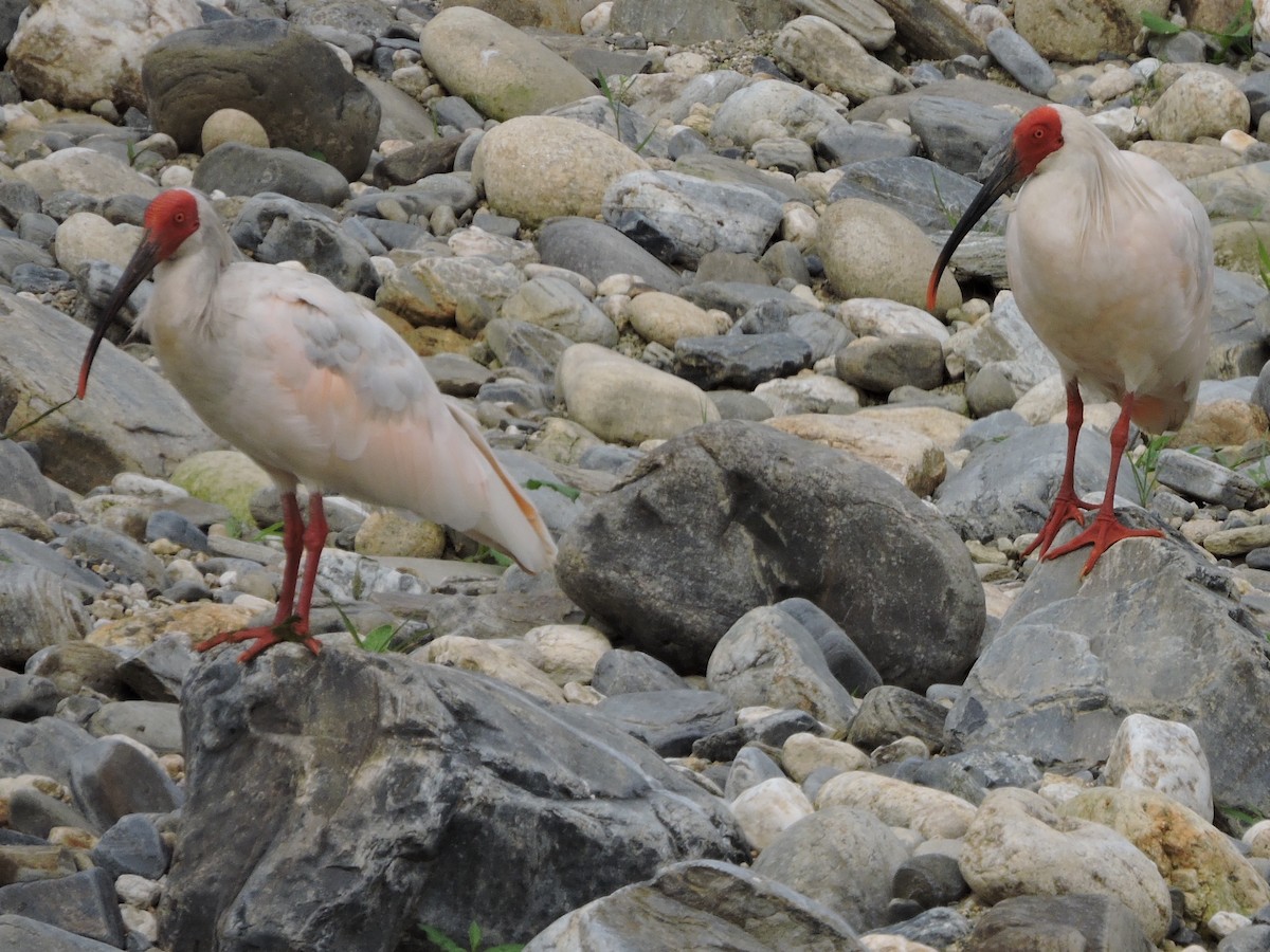 Crested Ibis - ML46947981