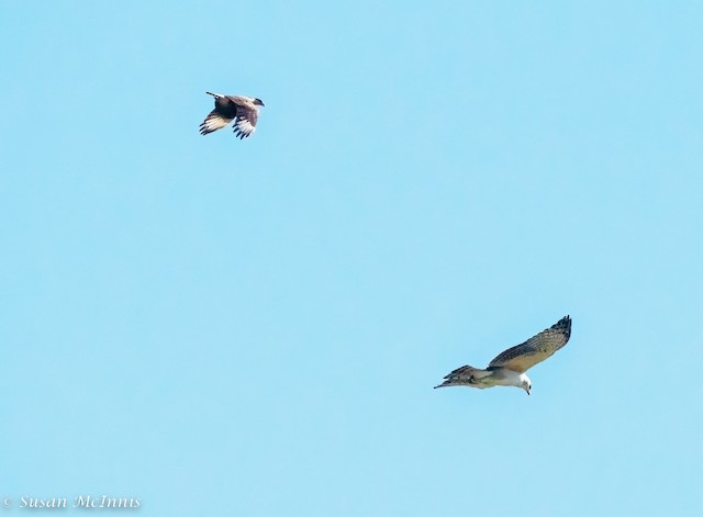 Being chased by a Crested Caracara (<em class="SciName notranslate">Caracara plancus</em>). - Black-and-chestnut Eagle - 
