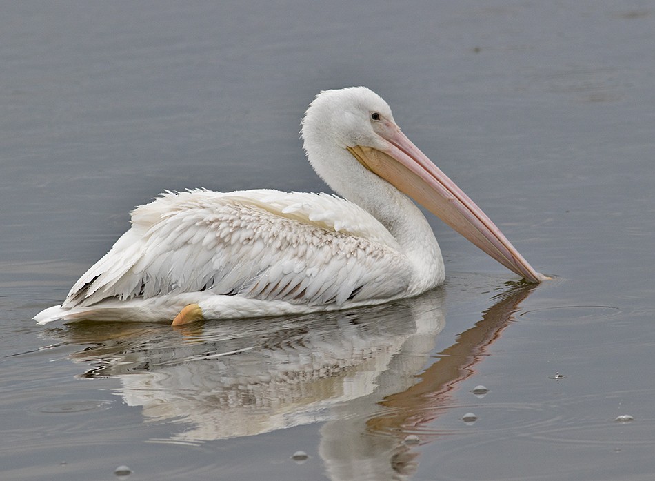 American White Pelican - Sam Woods
