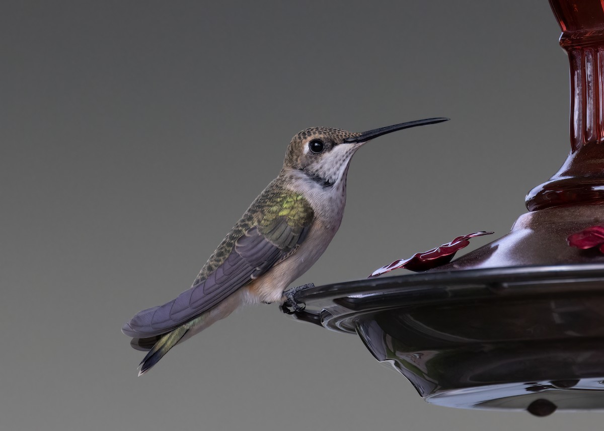 Black-chinned Hummingbird - ML469491021