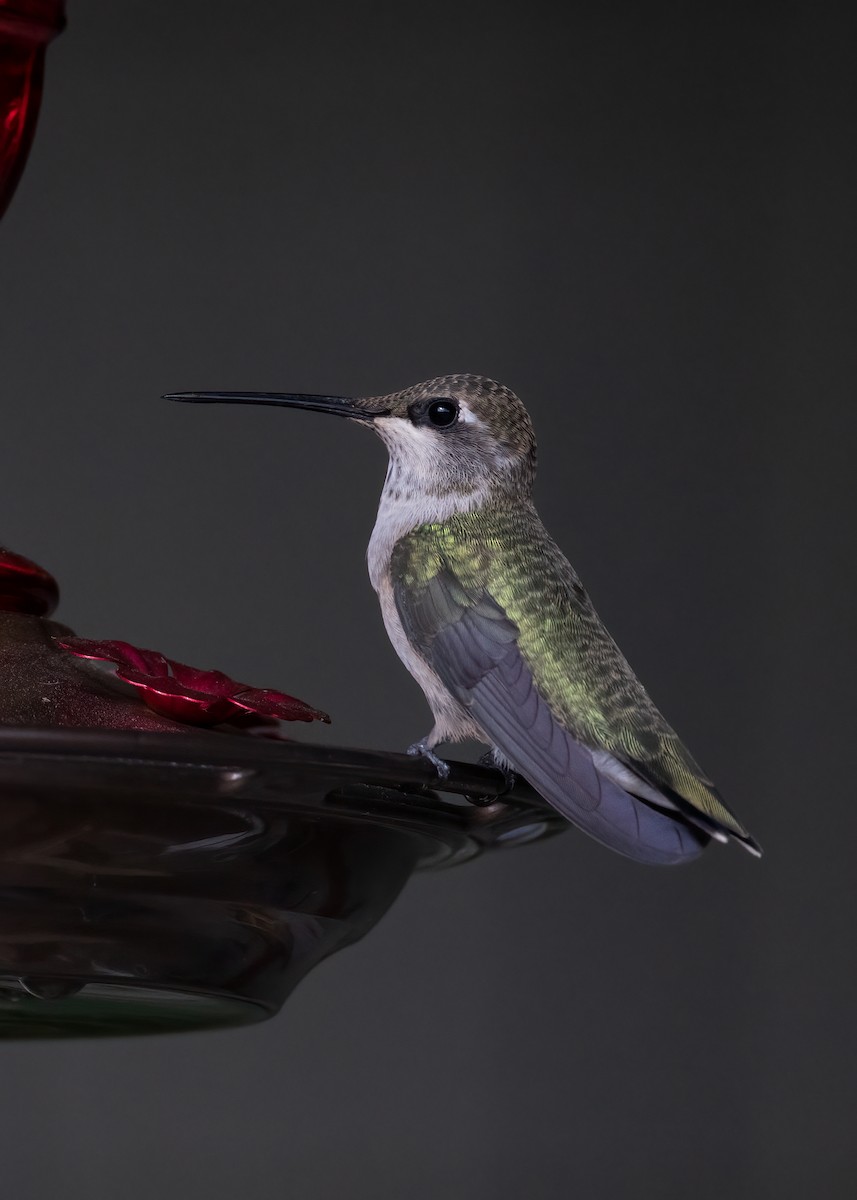 Black-chinned Hummingbird - ML469491041