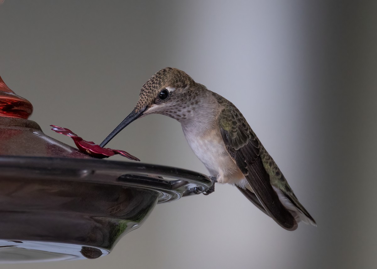 Black-chinned Hummingbird - ML469491091