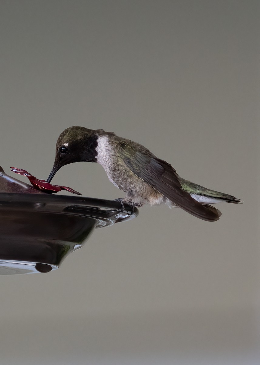 Black-chinned Hummingbird - ML469491161
