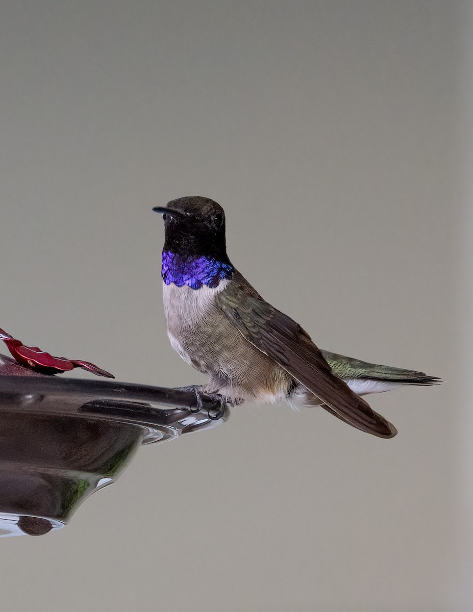 Black-chinned Hummingbird - ML469491171