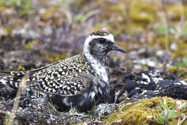 Female on nest with young. - American Golden-Plover - 