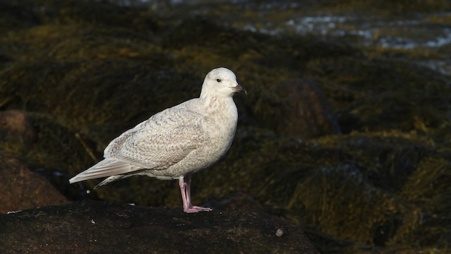 Iceland Gull (kumlieni) - ML469497