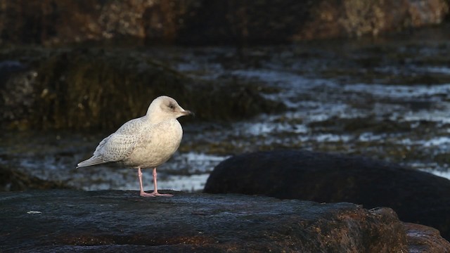 Iceland Gull (kumlieni) - ML469500