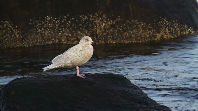Iceland Gull (kumlieni) - ML469501