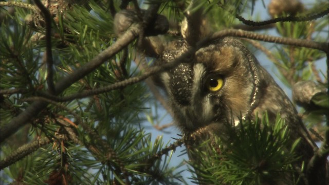 Long-eared Owl (American) - ML469503