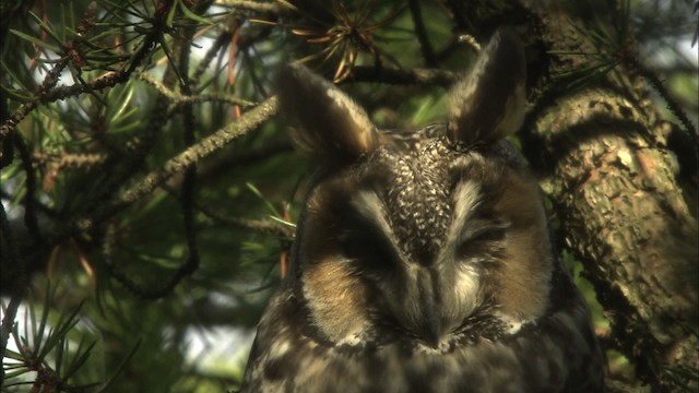 Long-eared Owl (American) - ML469506