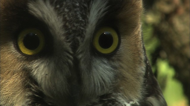 Long-eared Owl (American) - ML469507
